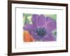 Purple Anemone I-Amy Melious-Framed Art Print