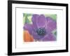 Purple Anemone I-Amy Melious-Framed Art Print