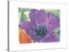 Purple Anemone I-Amy Melious-Stretched Canvas