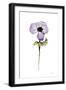 Purple Anemone I-Shirley Novak-Framed Art Print