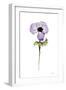 Purple Anemone I-Shirley Novak-Framed Art Print