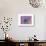 Purple Anemone II-Amy Melious-Art Print displayed on a wall