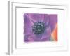 Purple Anemone II-Amy Melious-Framed Art Print