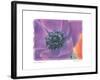 Purple Anemone II-Amy Melious-Framed Art Print