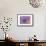 Purple Anemone II-Amy Melious-Framed Stretched Canvas displayed on a wall