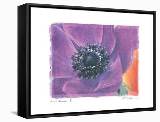 Purple Anemone II-Amy Melious-Framed Stretched Canvas