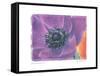 Purple Anemone II-Amy Melious-Framed Stretched Canvas