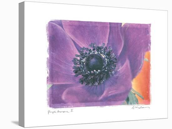 Purple Anemone II-Amy Melious-Stretched Canvas