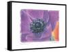 Purple Anemone II-Amy Melious-Framed Stretched Canvas