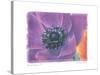 Purple Anemone II-Amy Melious-Stretched Canvas