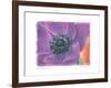 Purple Anemone II-Amy Melious-Framed Art Print