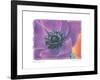 Purple Anemone II-Amy Melious-Framed Art Print