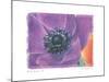 Purple Anemone II-Amy Melious-Mounted Art Print