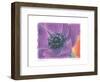 Purple Anemone II-Amy Melious-Framed Art Print