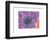 Purple Anemone II-Amy Melious-Framed Art Print