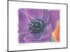 Purple Anemone II-Amy Melious-Mounted Art Print