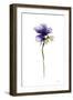 Purple Anemone II-Shirley Novak-Framed Art Print