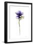 Purple Anemone II-Shirley Novak-Framed Art Print