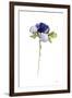 Purple Anemone III-Shirley Novak-Framed Art Print