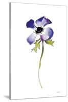 Purple Anemone IV-Shirley Novak-Stretched Canvas