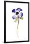 Purple Anemone IV-Shirley Novak-Framed Art Print