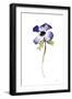 Purple Anemone IV-Shirley Novak-Framed Art Print