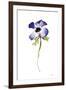 Purple Anemone IV-Shirley Novak-Framed Art Print