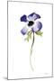 Purple Anemone IV-Shirley Novak-Mounted Art Print