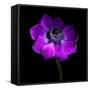 Purple Anemones Heart-Magda Indigo-Framed Stretched Canvas