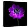 Purple Anemones Heart-Magda Indigo-Framed Stretched Canvas