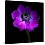 Purple Anemones Heart-Magda Indigo-Stretched Canvas