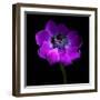 Purple Anemones Heart-Magda Indigo-Framed Photographic Print