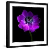 Purple Anemones Heart-Magda Indigo-Framed Photographic Print