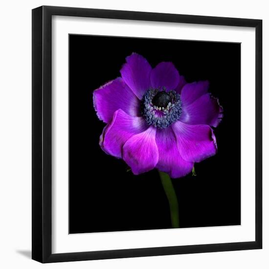 Purple Anemones Heart-Magda Indigo-Framed Photographic Print