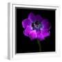 Purple Anemones Heart-Magda Indigo-Framed Photographic Print