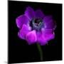 Purple Anemones Heart-Magda Indigo-Mounted Photographic Print