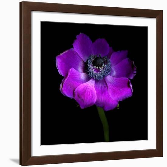 Purple Anemones Heart-Magda Indigo-Framed Photographic Print