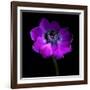 Purple Anemones Heart-Magda Indigo-Framed Photographic Print
