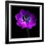 Purple Anemones Heart-Magda Indigo-Framed Photographic Print