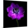 Purple Anemones Heart-Magda Indigo-Mounted Photographic Print