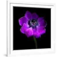 Purple Anemones Heart-Magda Indigo-Framed Photographic Print