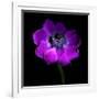Purple Anemones Heart-Magda Indigo-Framed Photographic Print