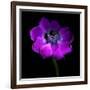 Purple Anemones Heart-Magda Indigo-Framed Photographic Print