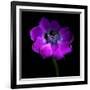 Purple Anemones Heart-Magda Indigo-Framed Photographic Print