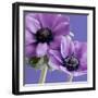 Purple Anemones on Blue-Tom Quartermaine-Framed Giclee Print