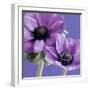 Purple Anemones on Blue-Tom Quartermaine-Framed Giclee Print