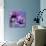 Purple Anemones on Blue-Tom Quartermaine-Giclee Print displayed on a wall