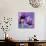 Purple Anemones on Blue-Tom Quartermaine-Giclee Print displayed on a wall