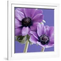 Purple Anemones on Blue-Tom Quartermaine-Framed Giclee Print