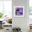 Purple Anemones on Blue-Tom Quartermaine-Framed Giclee Print displayed on a wall